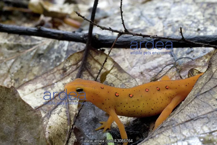 : Eastern Newt : Eastern Newt