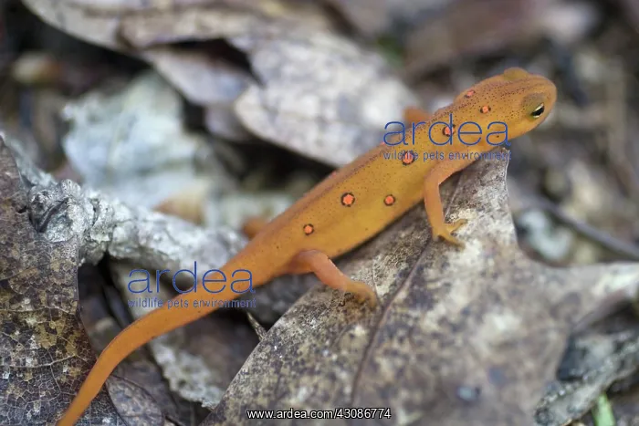 : Eastern Newt : Eastern Newt