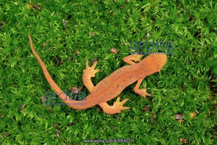 : Eastern Newt : Eastern Newt