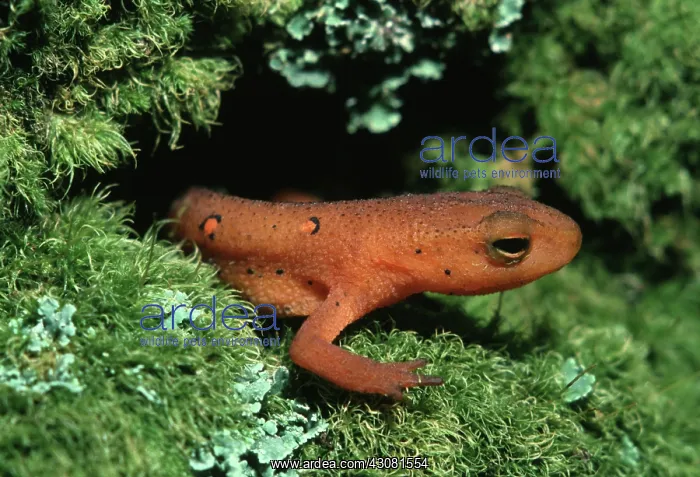: Eastern Newt Eft : Eastern Newt Eft