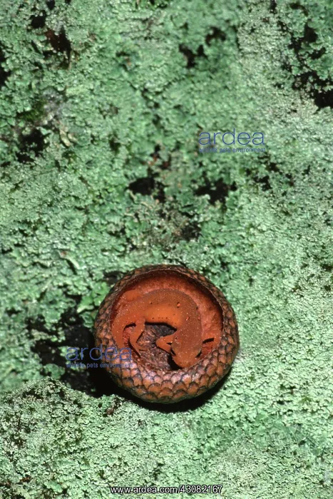 : Eastern Newt Eft : Eastern Newt Eft