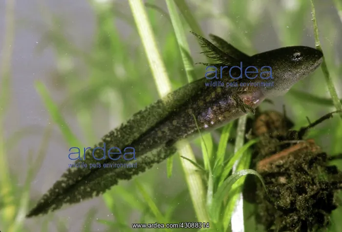: Eastern Newt Larva : Eastern Newt Larva