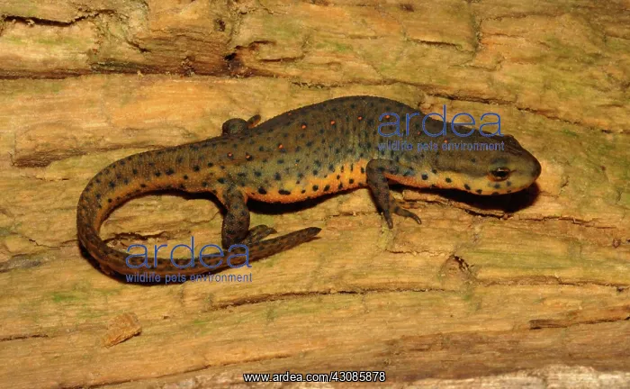 : Eastern Newt (Notophthalmus viridescens) : Eastern Newt (Notophthalmus viridescens)