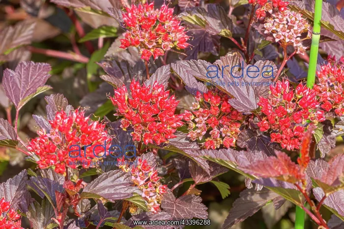 : Eastern Ninebark (Physocarpus opulifolius) Diable : Eastern Ninebark (Physocarpus opulifolius) Diable