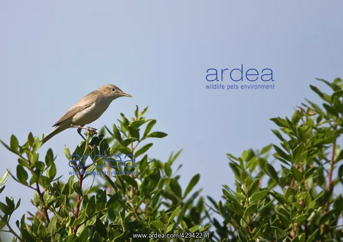 : Eastern Olivaceous Warbler : Eastern Olivaceous Warbler