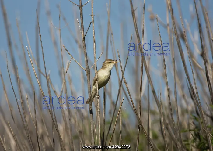 : Eastern Olivaceous Warbler : Eastern Olivaceous Warbler
