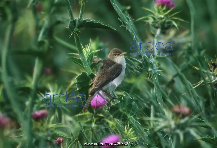 : Eastern Olivaceous Warbler - May : Eastern Olivaceous Warbler - May