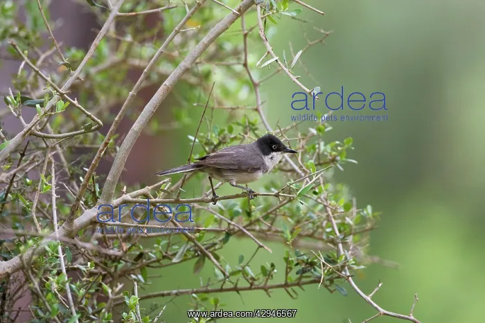 : Eastern Orphean Warbler : Eastern Orphean Warbler