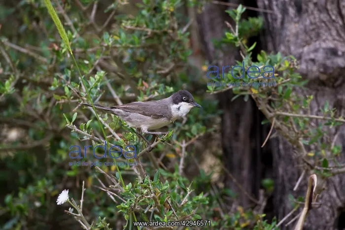 : Eastern Orphean Warbler : Eastern Orphean Warbler