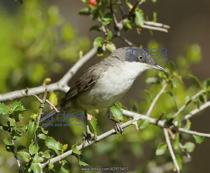 : Eastern Orphean Warbler - May : Eastern Orphean Warbler - May