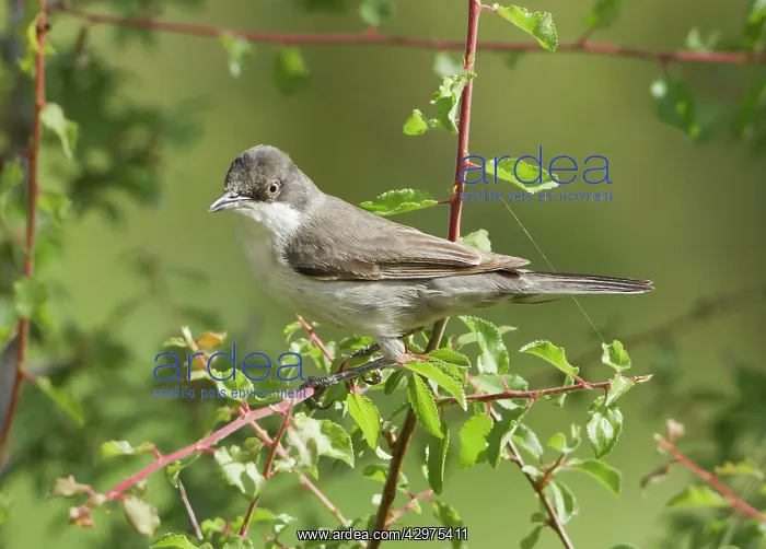 : Eastern Orphean Warbler - May : Eastern Orphean Warbler - May