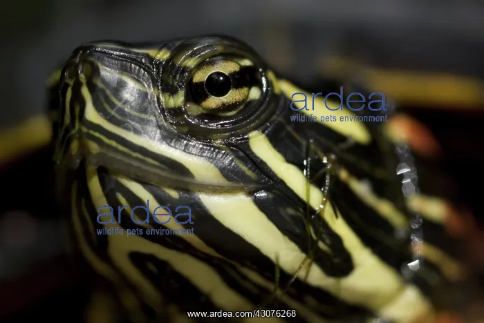 : Eastern Painted Turtle : Eastern Painted Turtle