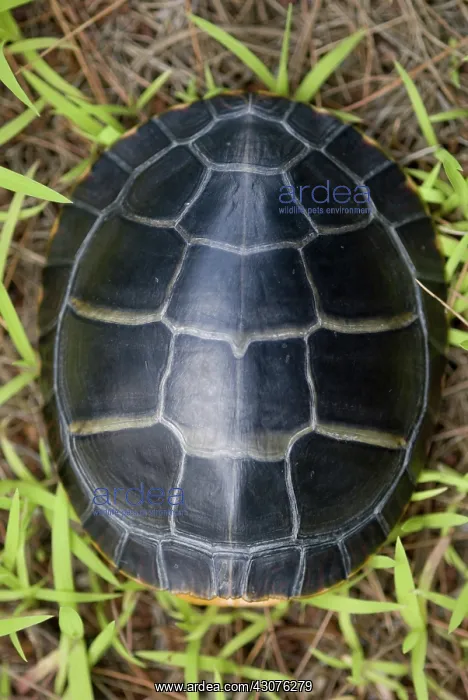 : Eastern Painted Turtle : Eastern Painted Turtle