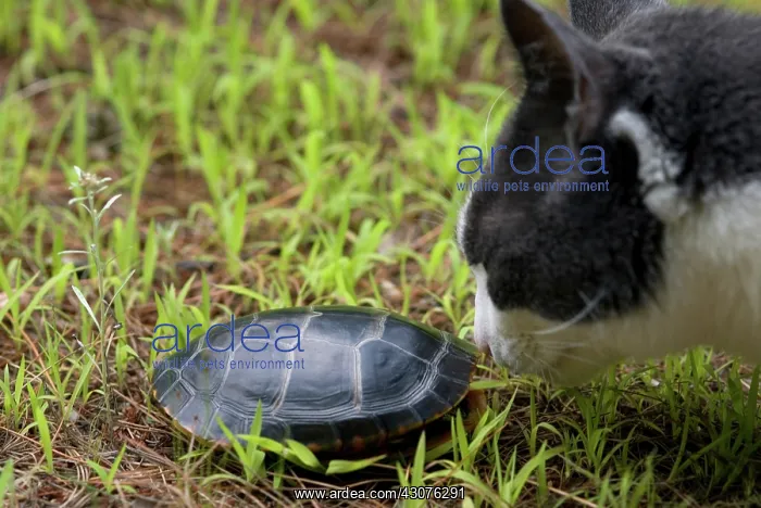 : Eastern Painted Turtle : Eastern Painted Turtle