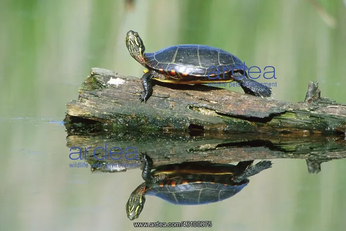: Eastern Painted Turtle : Eastern Painted Turtle