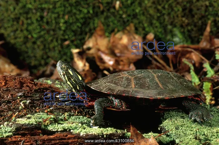 : Eastern Painted Turtle : Eastern Painted Turtle