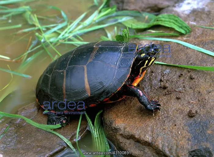 : Eastern Painted Turtle : Eastern Painted Turtle