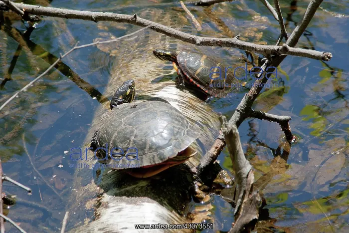 : Eastern Painted Turtles : Eastern Painted Turtles