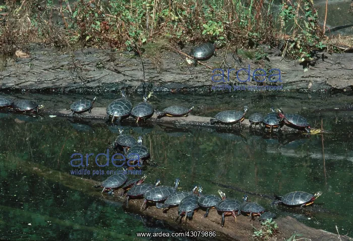 : Eastern Painted Turtles : Eastern Painted Turtles