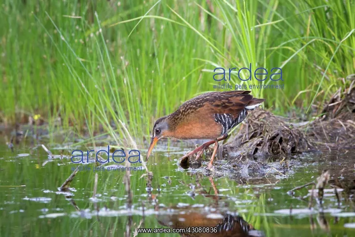 : Eastern painted turtles : Eastern painted turtles