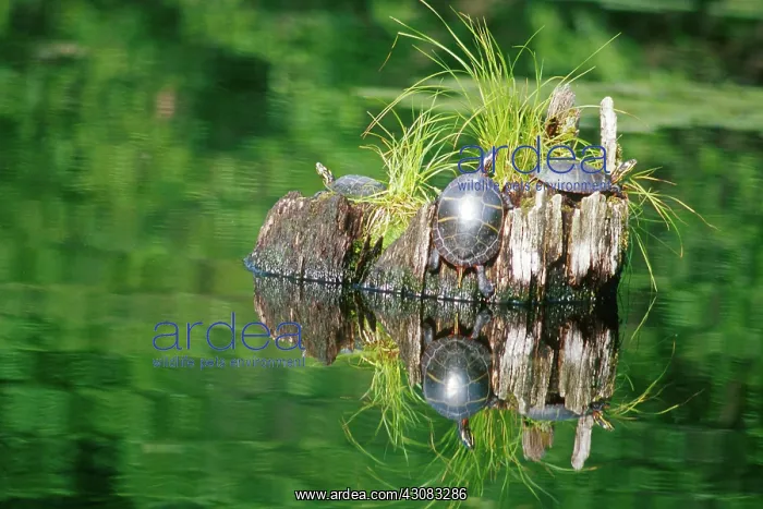 : Eastern Painted Turtles : Eastern Painted Turtles