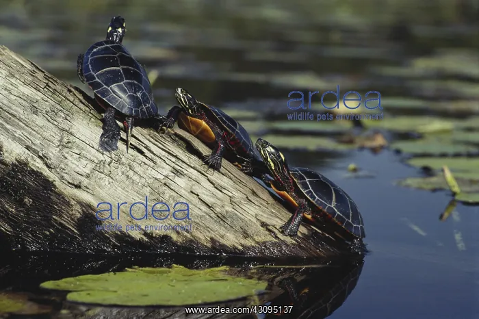 : Eastern Painted Turtles : Eastern Painted Turtles