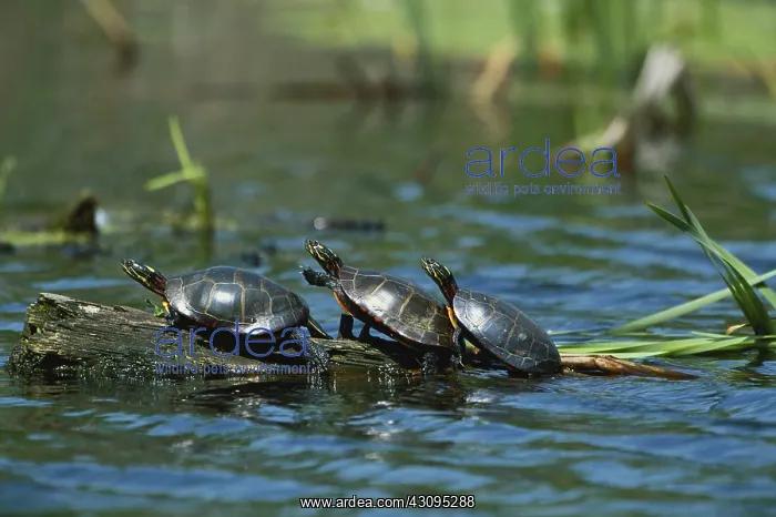 : Eastern Painted Turtles : Eastern Painted Turtles