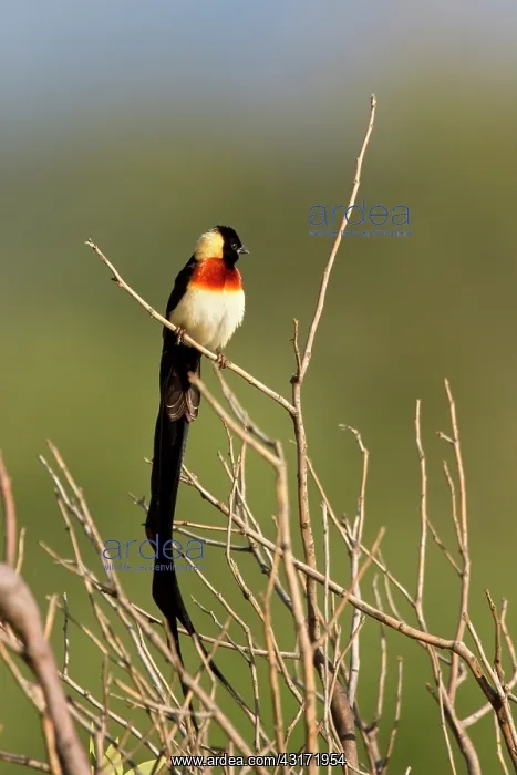 : Eastern Paradise Whydah : Eastern Paradise Whydah
