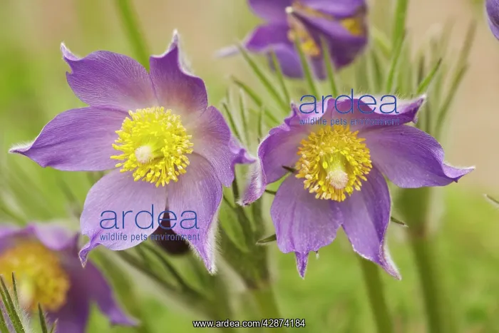 : Eastern Pasque flower : Eastern Pasque flower