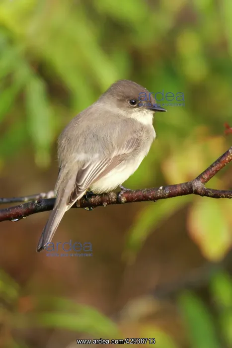  : Eastern Phoebe