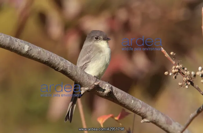: Eastern Phoebe : Eastern Phoebe