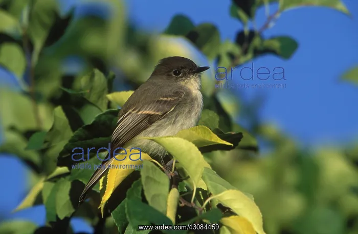 : Eastern Phoebe : Eastern Phoebe