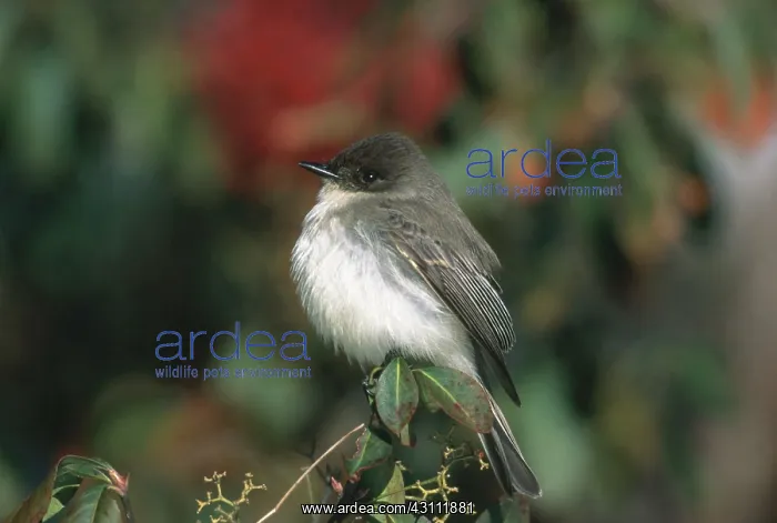 : Eastern Phoebe : Eastern Phoebe
