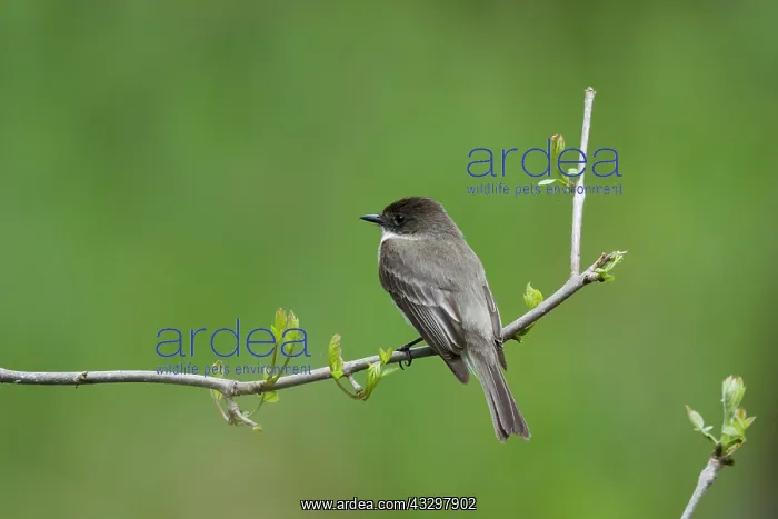 : Eastern Phoebe : Eastern Phoebe