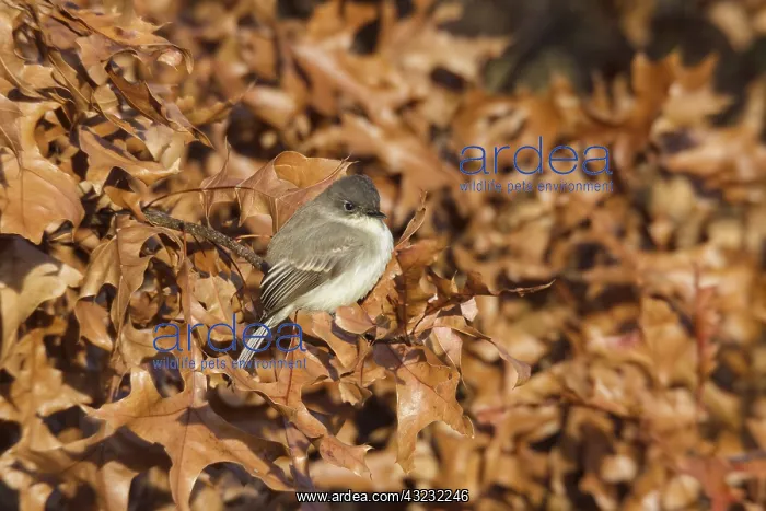  : Eastern Phoebe in fall