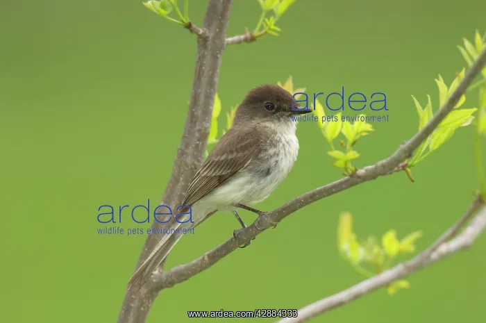 : Eastern Phoebe - Perched on branch, May : Eastern Phoebe - Perched on branch, May