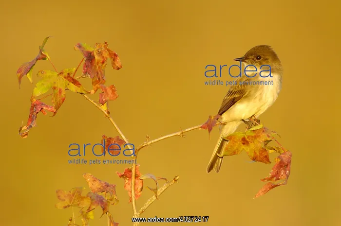 : Eastern Phoebe (Sayornis phoebe), Texas, USA : Eastern Phoebe (Sayornis phoebe), Texas, USA