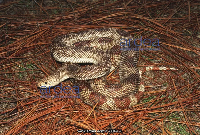 : Eastern Pine Snake : Eastern Pine Snake
