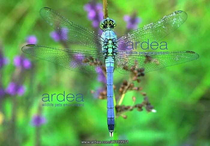 : Eastern Pondhawk Dragonfly : Eastern Pondhawk Dragonfly
