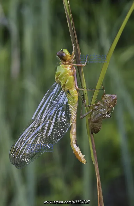 : Eastern Pondhawk Dragonfly : Eastern Pondhawk Dragonfly