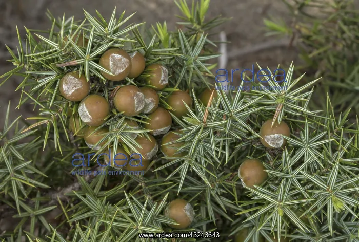 : Eastern prickly juniper, Juniperus oxycedrus ssp : Eastern prickly juniper, Juniperus oxycedrus ssp