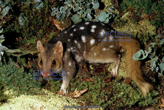 : Eastern Quoll / Dasyurus : Eastern Quoll / Dasyurus
