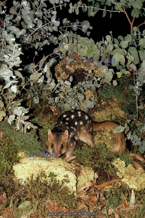 : Eastern Quoll / Dasyurus : Eastern Quoll / Dasyurus