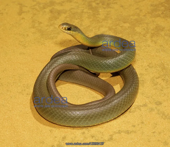 : Eastern Racer : Eastern Racer