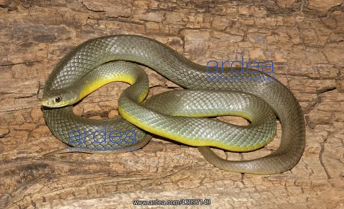 : Eastern Racer : Eastern Racer