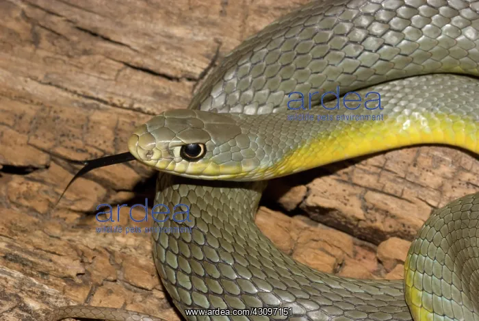 : Eastern Racer : Eastern Racer