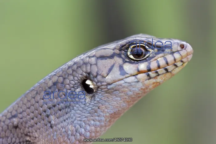: Eastern Ranges Rock-skink : Eastern Ranges Rock-skink