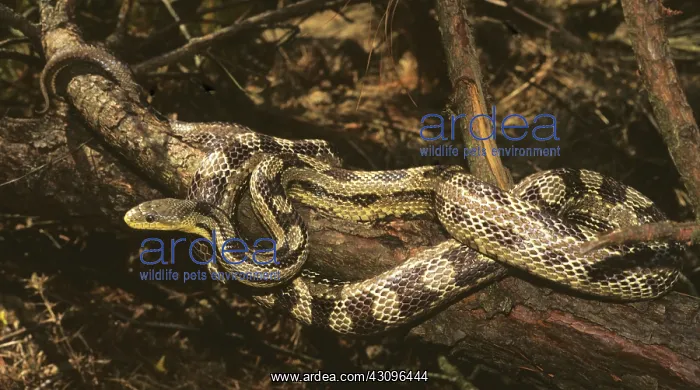  : Eastern Rat Snake