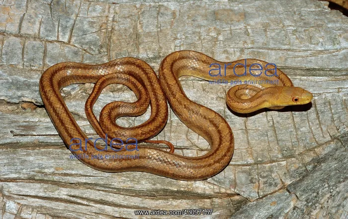  : Eastern Rat Snake