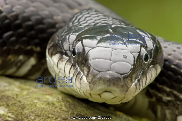: Eastern Rat Snake / Black Ratsnake : Eastern Rat Snake / Black Ratsnake